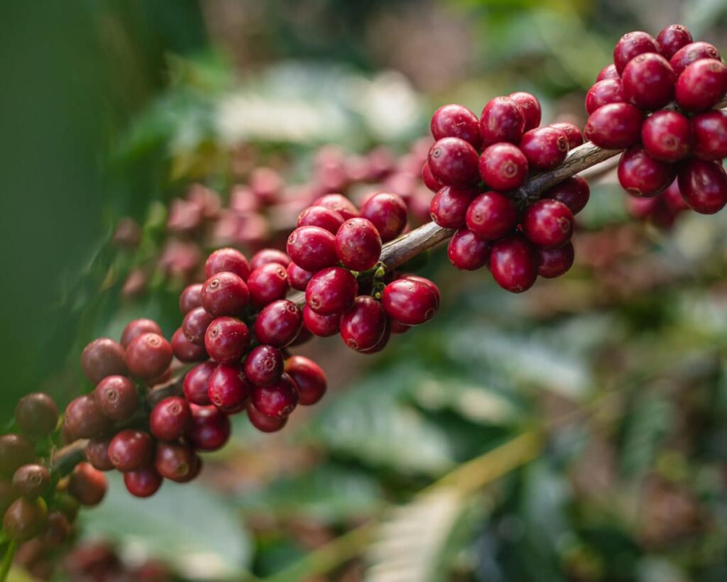 Carmo-Natural-Brazil-Opal-Coffee