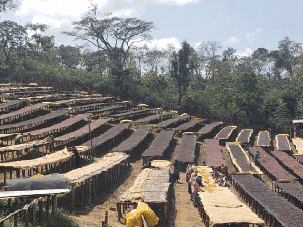Sundrying-coffee-on-raised-beds-in-Ethiopia