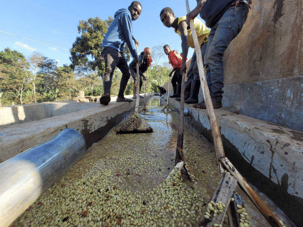 Washing-green-coffee-Ethiopia